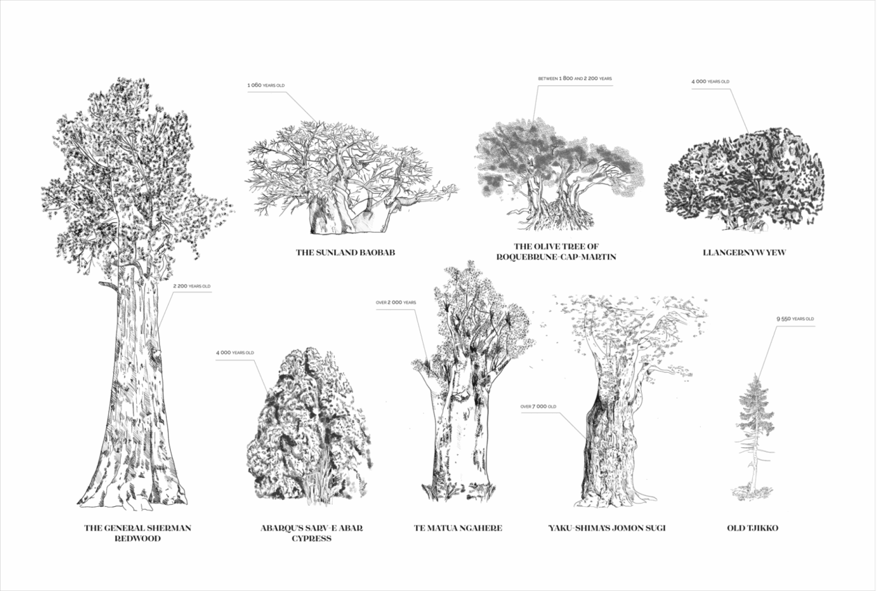 Arbres00-2048×1362